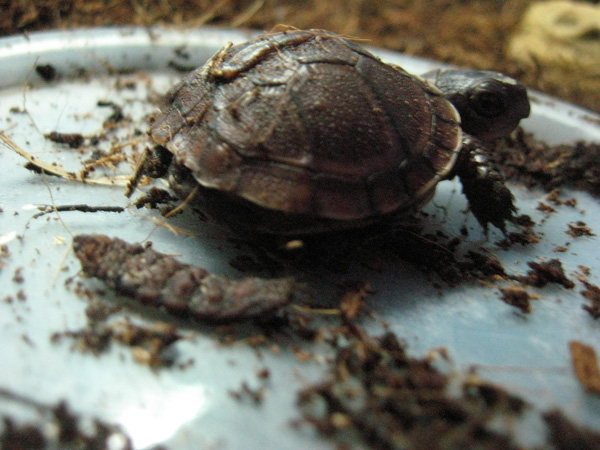 Tiny Turtle