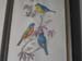 Bird 1