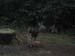 Dark Deer
