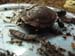 Tiny Turtle