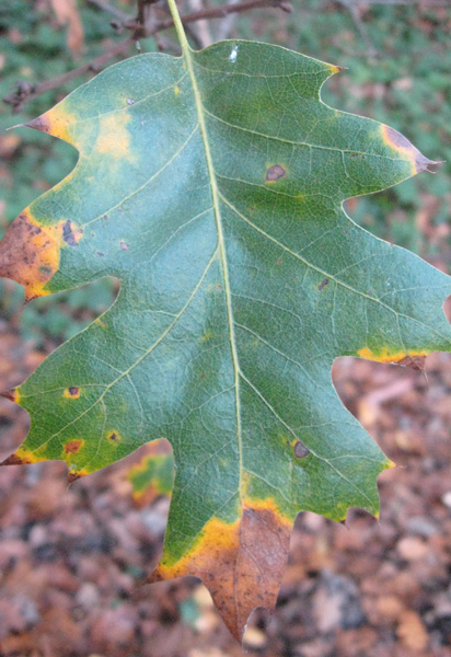 Leaf