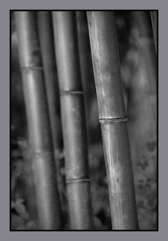 Bamboo
