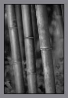 Bamboo