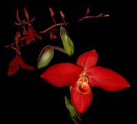 Coucher 2-Drew Jackson-FT-1105