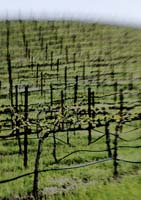 Grapevines Painting 2