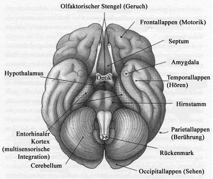 Brain from below.jpg