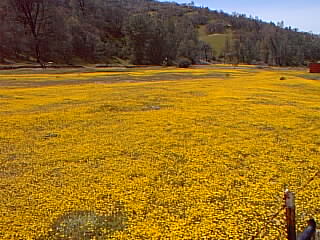 [IMAGE of wild flowers in San Antonio Valley]