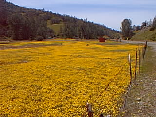 [IMAGE of wild flowers in San Antonio Valley]