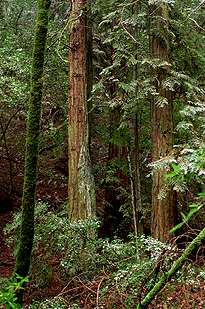 Redwoods in Annadel State Park.