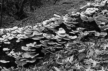 Mushrooms bloom on a fallen tree.