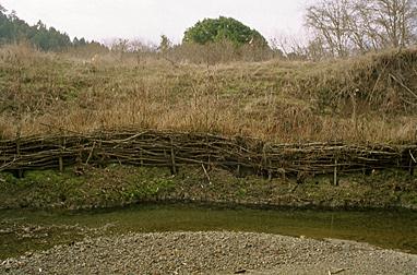 Creek bank two years after restoration project.