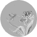 orchid.jpg (10700 bytes)