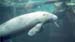 043-manatee