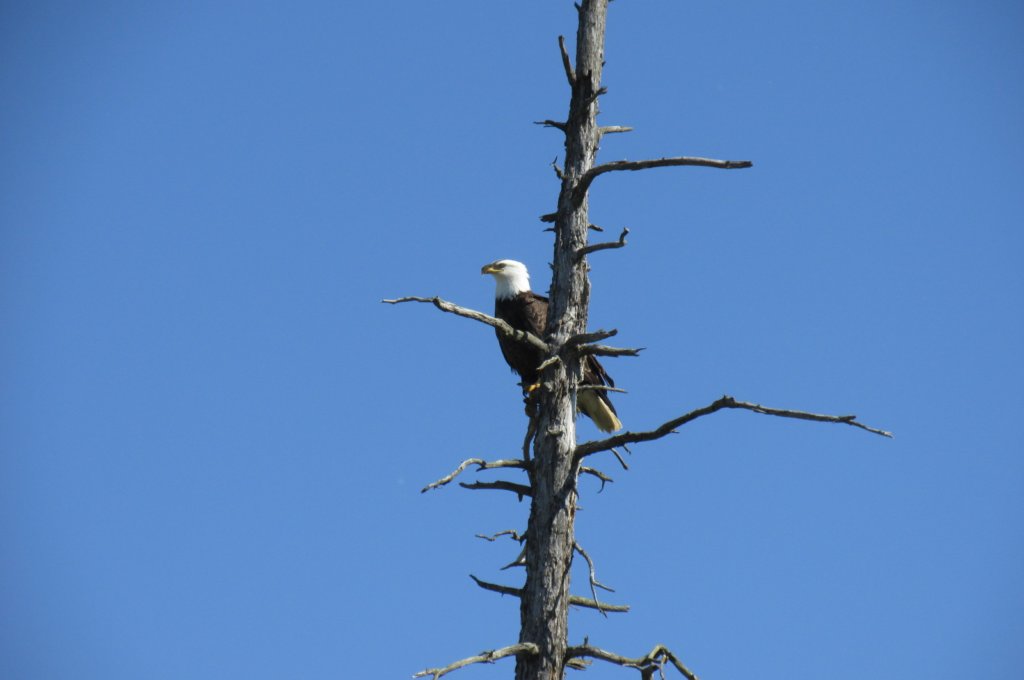 alaskajune201604790.jpg