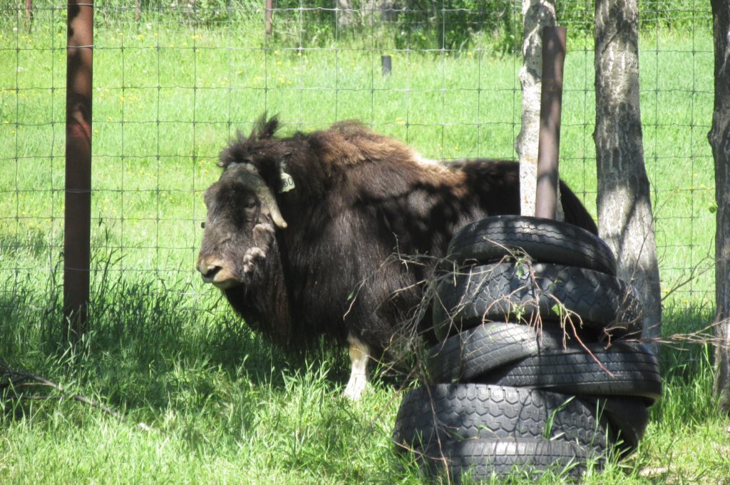 alaskajune201607250.jpg