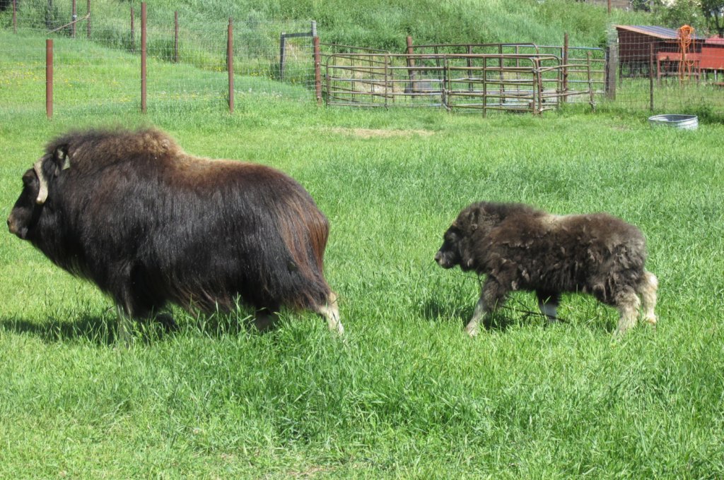 alaskajune201607310.jpg