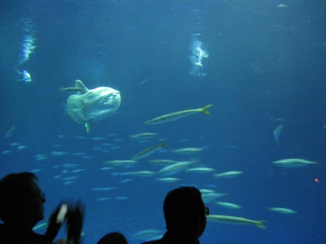img_0929.jpg