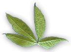 image of a green leaves