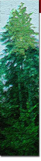 Image of redwood tree