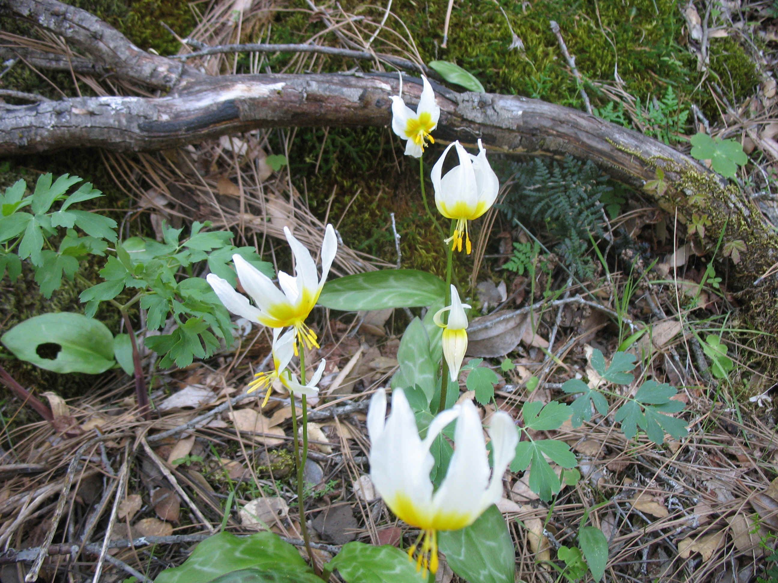 CA. Fawn Lilly.JPG (1713353 bytes)