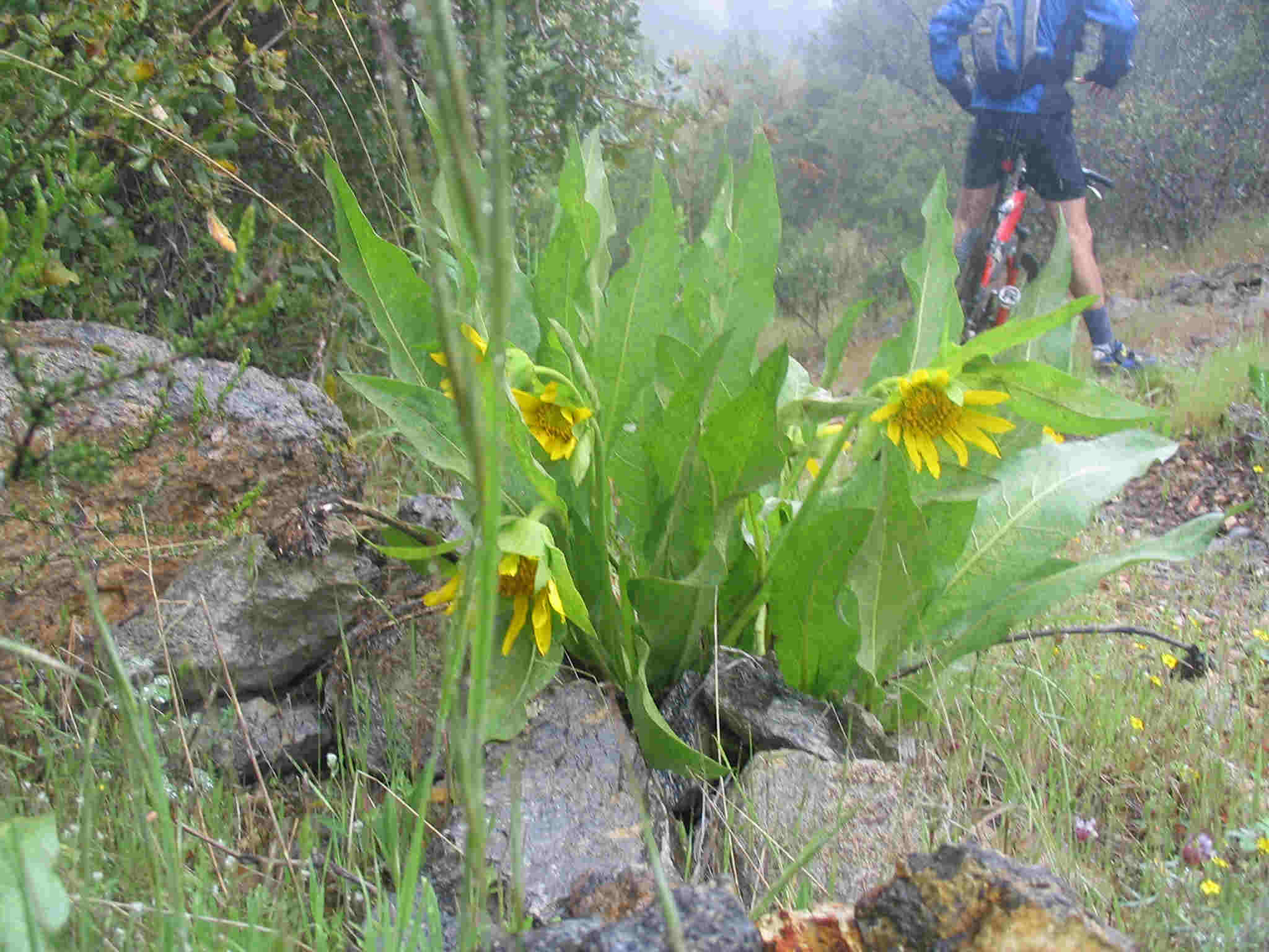 Mule's Ear.jpg (165193 bytes)