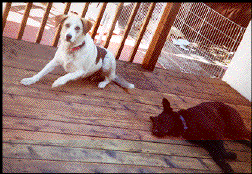 dogs