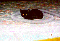 black cat