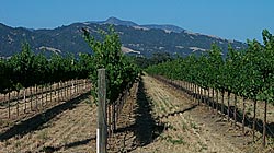 Healdsburg Vineyard, photo by Michael Friedenberg