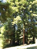 trees