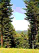 north