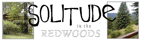 Solitude in the Redwoods