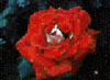 Rose Montage