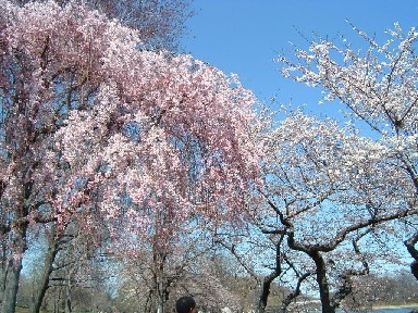 �l�G�̃C�x���g�I�u�����`�E�u���b�N�E�p�[�N�̍��i�\���C���V�m2700�{�j