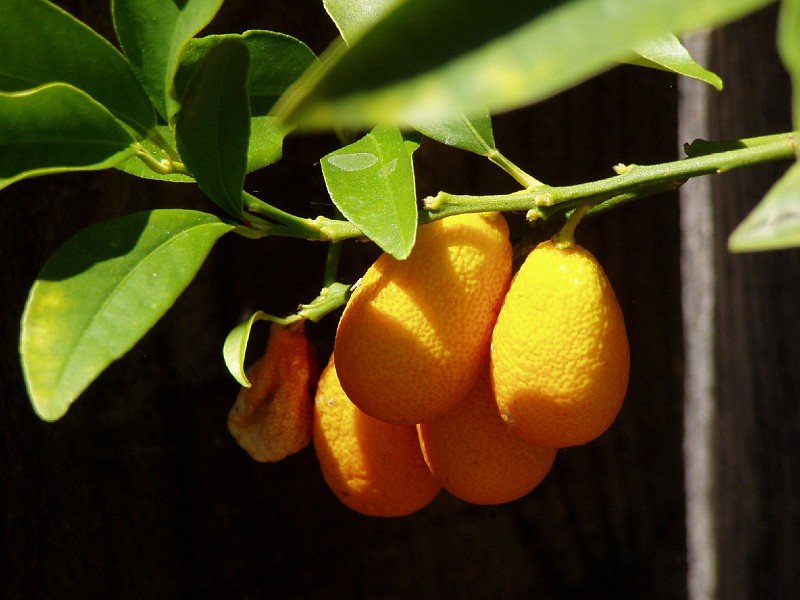 gb20060819_kumquat65.jpg - Kumquats