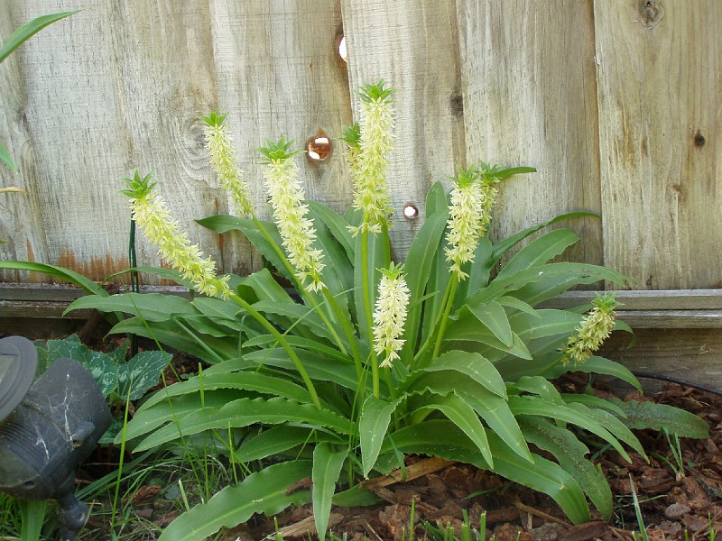 gb20060819_pineapple47.jpg - Pineapple plant.