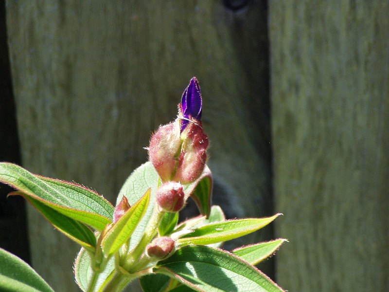 gb20060819_princess_flower25.jpg - Princess flower bud. This bud was in full bloom the next day.