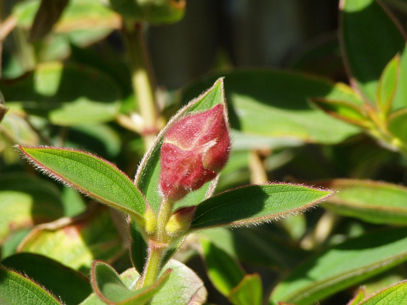 gb20060819_princess_flower77.jpg - Princess flower bud