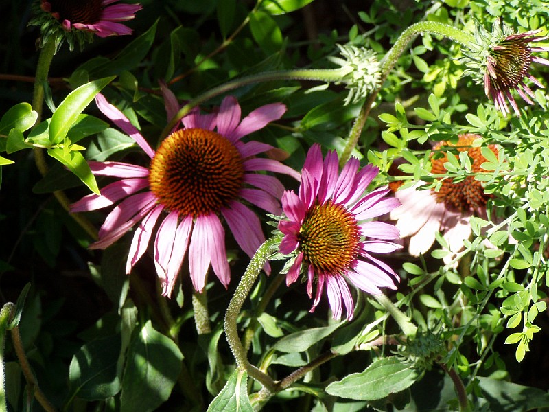 gb20060819_purple_cone_flower18.jpg - Purple Cone Flowers.