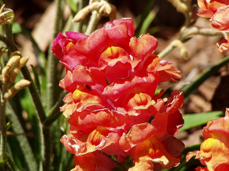 gb20060819_snapdragon34.jpg - Another Snapdragon