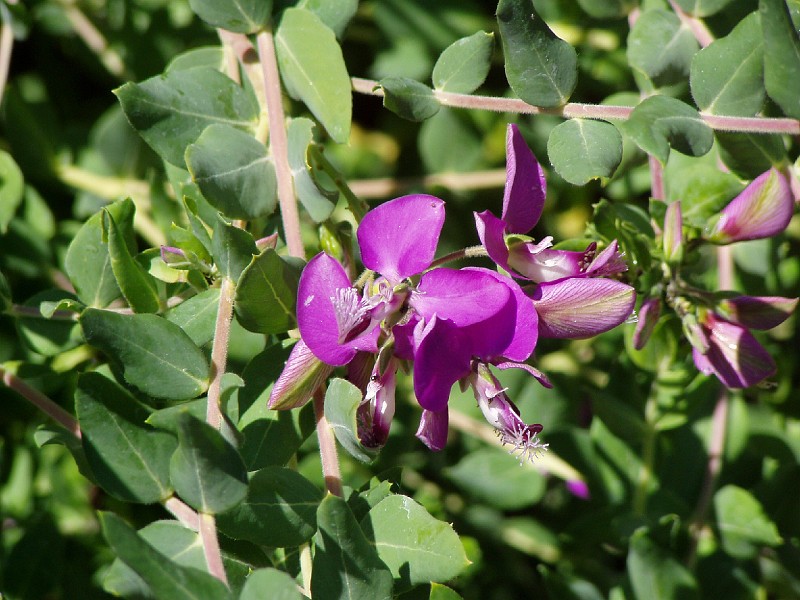 gb20060819_sweet_pea08.jpg - This Sweet Pea plant blooms constantly for most of the year in northern California.
