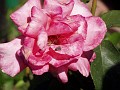 gb20060819_aromatherapy_rose_spider54