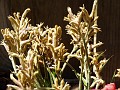 gb20060819_kangaroo_paw40