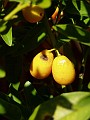 gb20060819_kumquat67