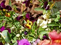 gb20060819_pansy43
