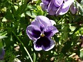 gb20060819_pansy44