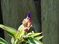 gb20060819_princess_flower25
