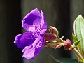 gb20060819_princess_flower75