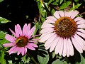 gb20060819_purple_cone_flower16