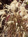 gb20060819_purple_fountain_grass56