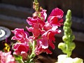 gb20060819_snapdragon36